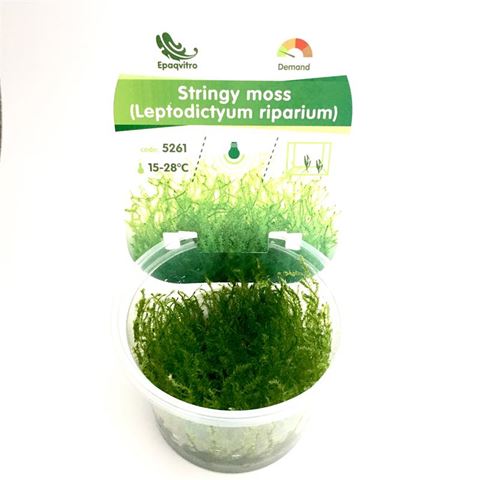 Stringy moss in cup